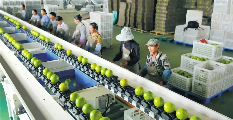澄迈：建立产业链“链长制”打造龙头企业、“链主”企业
