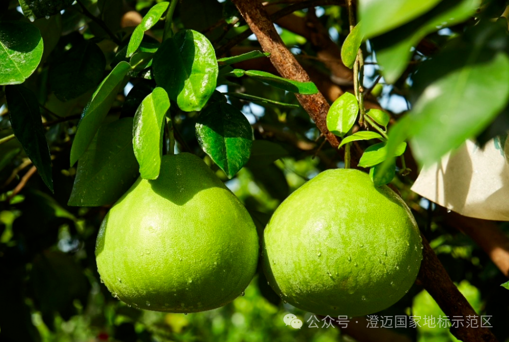 新华社 | 海南省澄迈县国家地理标志产品已达7件
