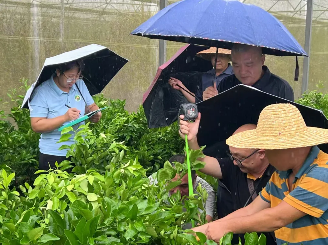3万株澄迈福橙种苗通过验收 将免费发放给本地种植户